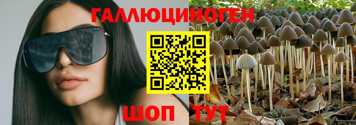 Псилоцибиновые грибы прущие грибы  купить наркотик  Псилоцибиновые грибы ЛСД  Канаш  Вход с VPN 